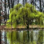 Магията на Цветница