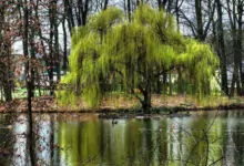 Магията на Цветница