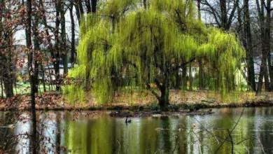 Магията на Цветница