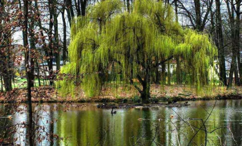 Магията на Цветница