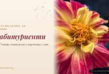 Пожелания за абитуриенти